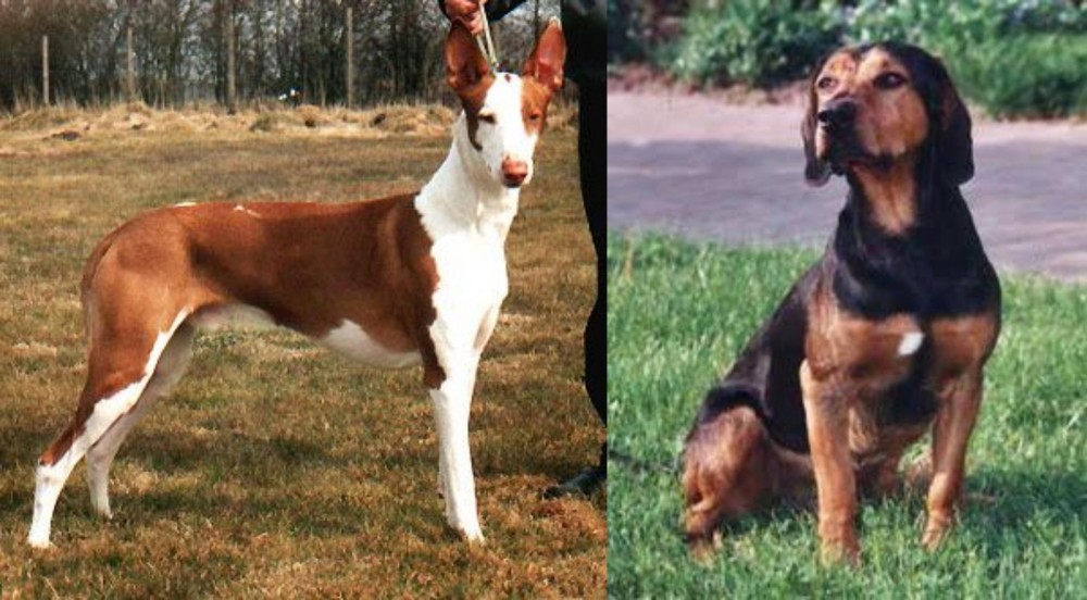 Tyrolean Hound vs Podenco Canario - Breed Comparison