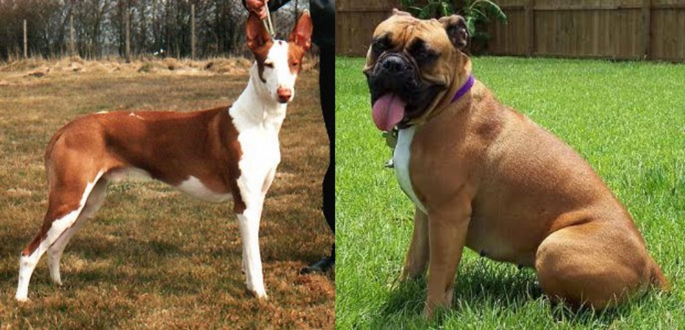Valley Bulldog vs Podenco Canario - Breed Comparison