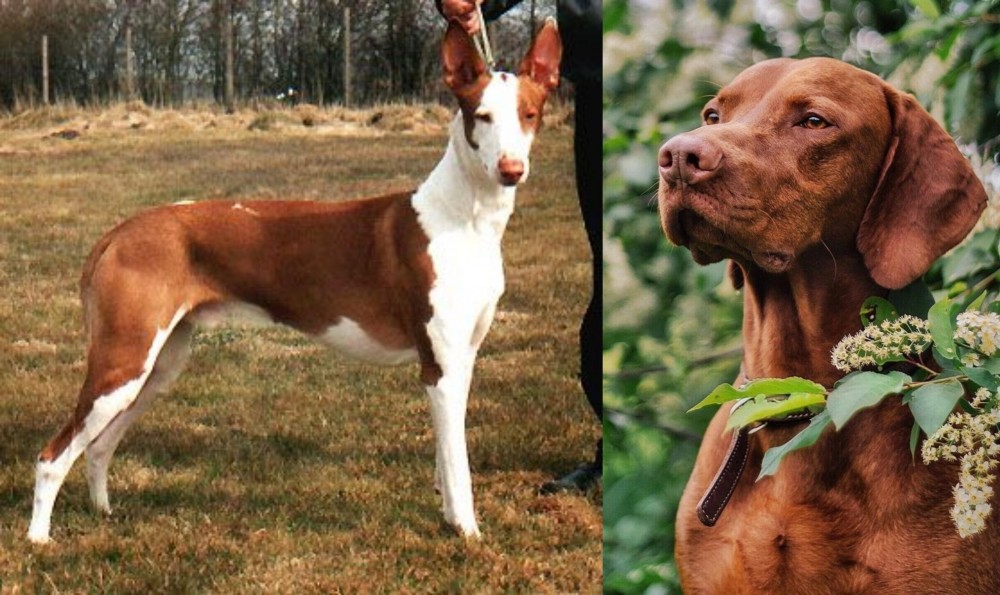 Vizsla vs Podenco Canario - Breed Comparison