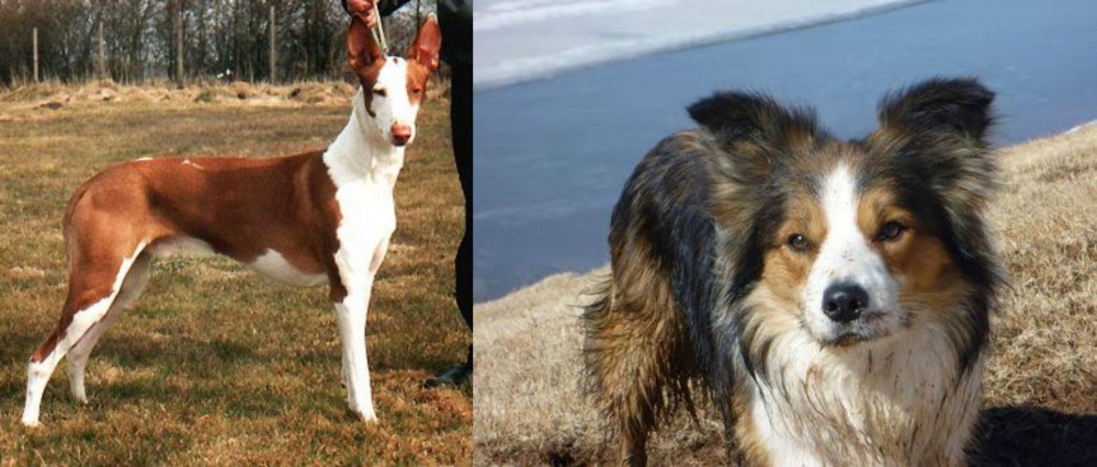 Welsh Sheepdog vs Podenco Canario - Breed Comparison
