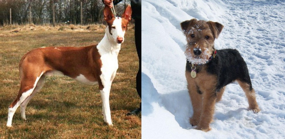 Welsh Terrier vs Podenco Canario - Breed Comparison
