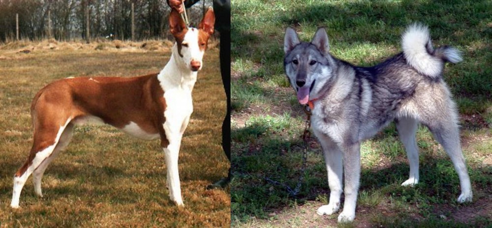 West Siberian Laika vs Podenco Canario - Breed Comparison