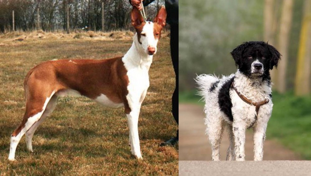 Wetterhoun vs Podenco Canario - Breed Comparison