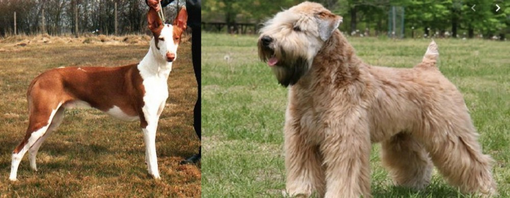 Wheaten Terrier vs Podenco Canario - Breed Comparison