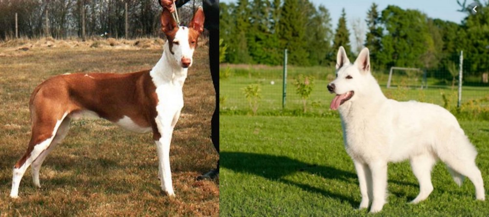 White Shepherd vs Podenco Canario - Breed Comparison