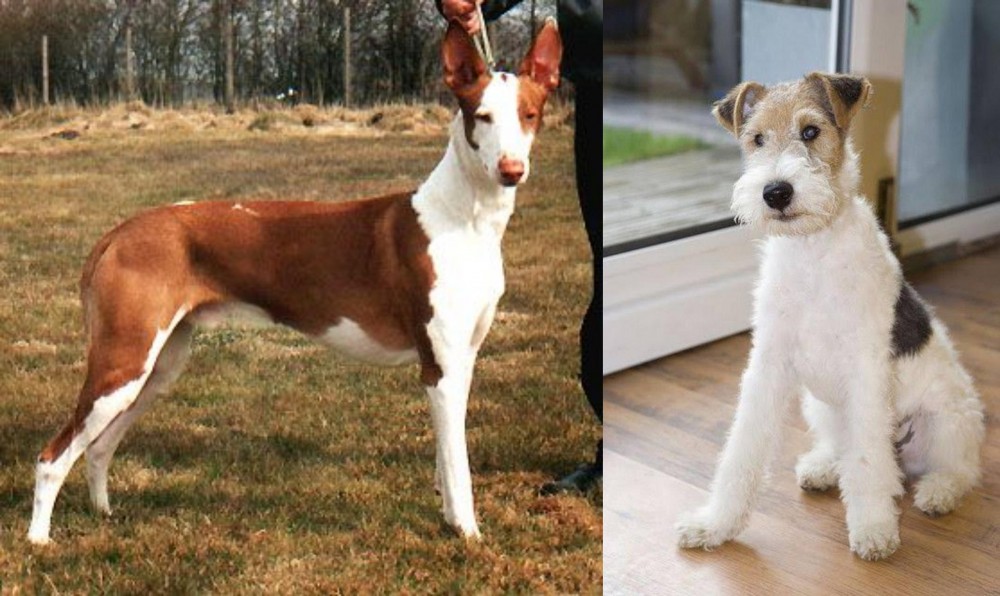 Wire Fox Terrier vs Podenco Canario - Breed Comparison