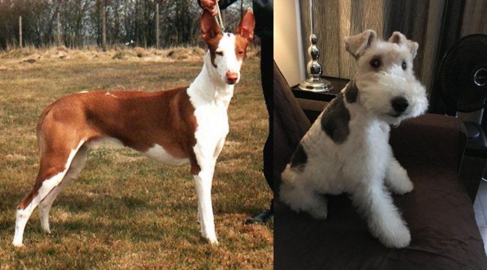 Wire Haired Fox Terrier vs Podenco Canario - Breed Comparison