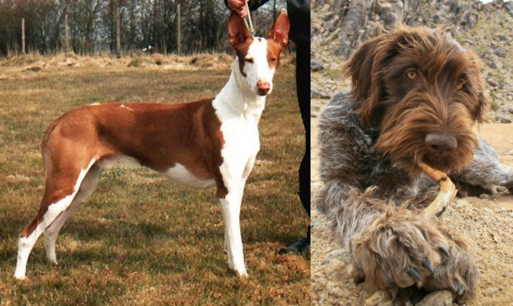Wirehaired Pointing Griffon vs Podenco Canario - Breed Comparison