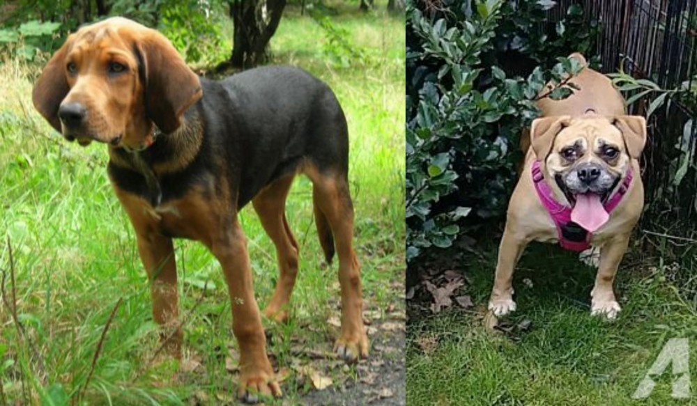 Beabull vs Polish Hound - Breed Comparison