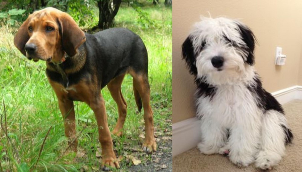 Mini Sheepadoodles vs Polish Hound - Breed Comparison