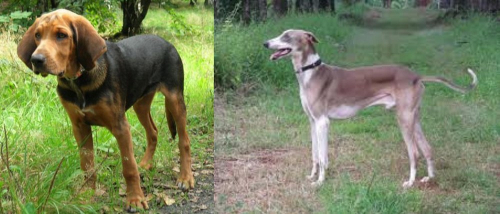 Mudhol Hound vs Polish Hound - Breed Comparison