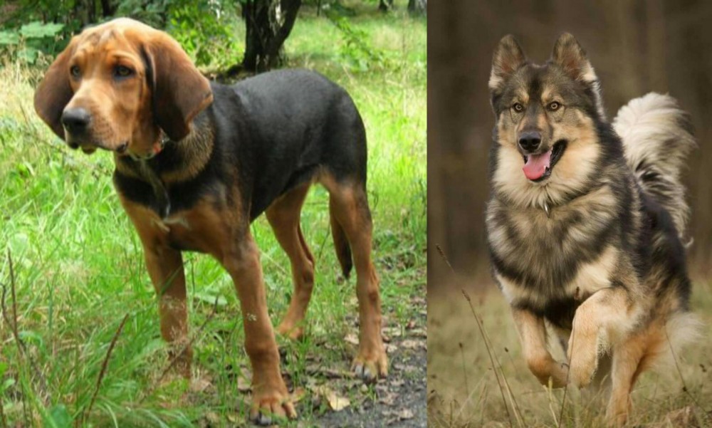 Native American Indian Dog vs Polish Hound - Breed Comparison