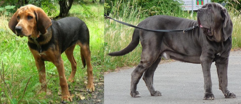 Neapolitan Mastiff vs Polish Hound - Breed Comparison