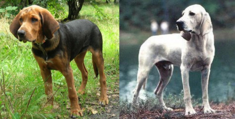 Porcelaine vs Polish Hound - Breed Comparison