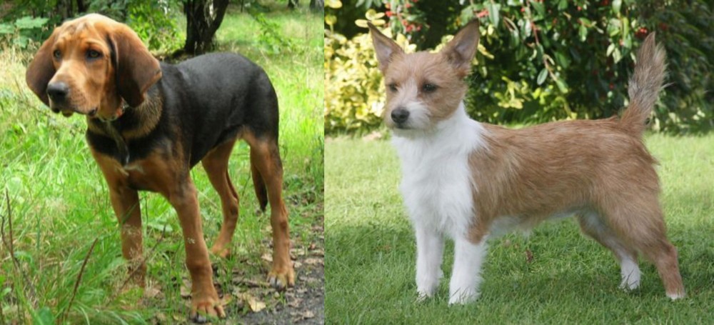 Portuguese Podengo vs Polish Hound - Breed Comparison
