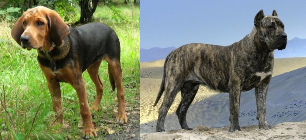 Presa Canario vs Polish Hound - Breed Comparison