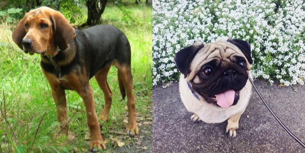 Pug vs Polish Hound - Breed Comparison