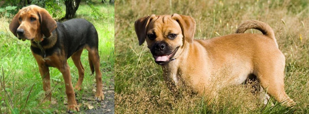 Puggle vs Polish Hound - Breed Comparison