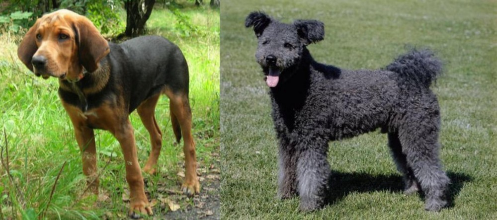 Pumi vs Polish Hound - Breed Comparison