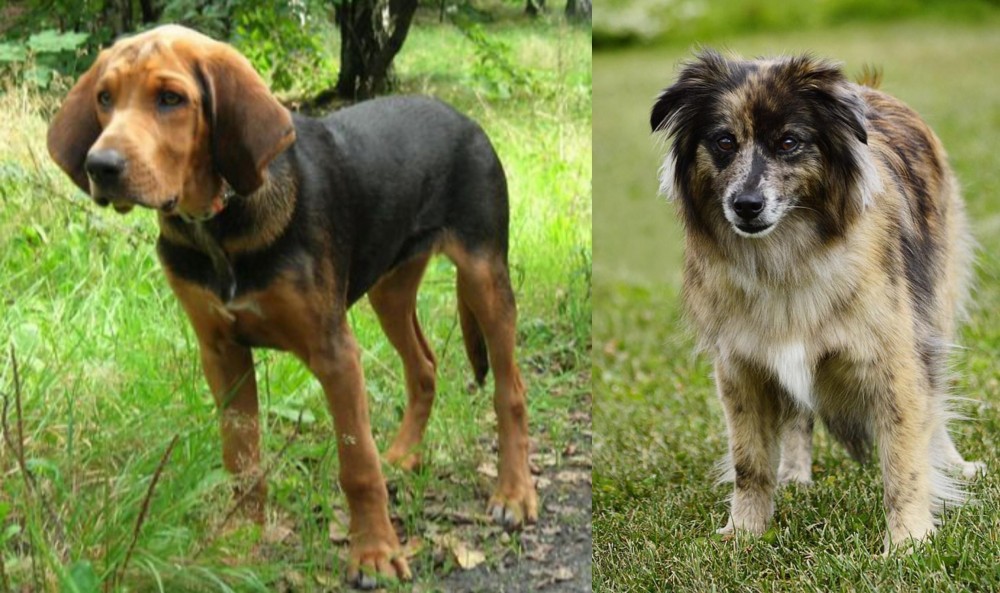 Pyrenean Shepherd vs Polish Hound - Breed Comparison