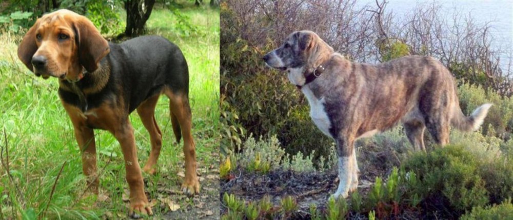 Rafeiro do Alentejo vs Polish Hound - Breed Comparison