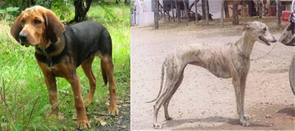 Rampur Greyhound vs Polish Hound - Breed Comparison