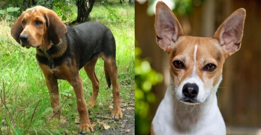 Rat Terrier vs Polish Hound - Breed Comparison