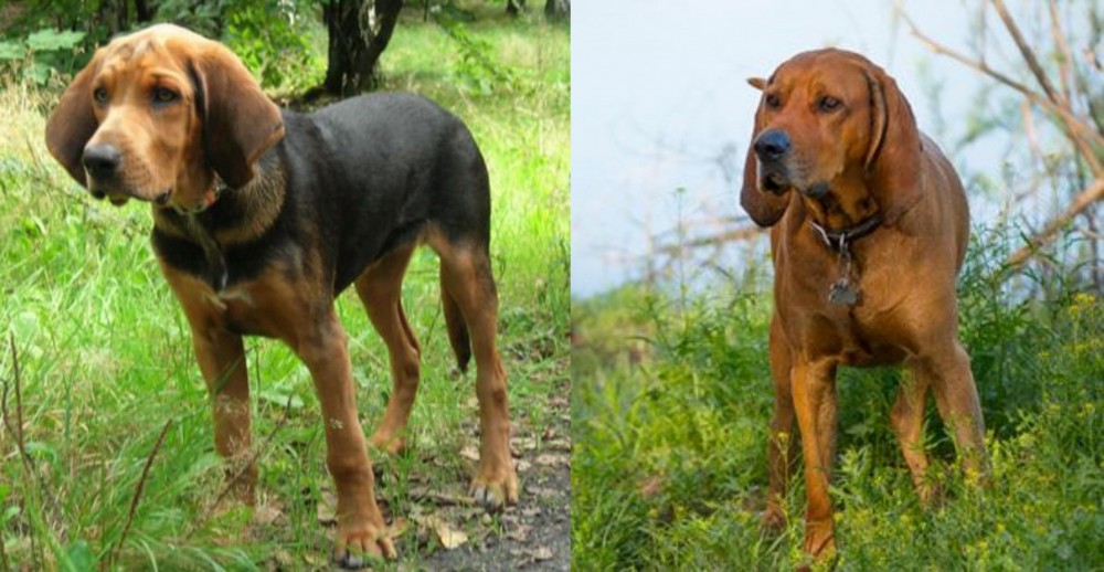 Redbone Coonhound vs Polish Hound - Breed Comparison