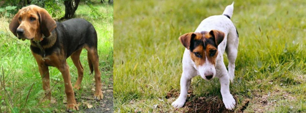 Russell Terrier vs Polish Hound - Breed Comparison