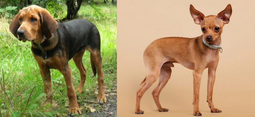 Russian Toy Terrier vs Polish Hound - Breed Comparison