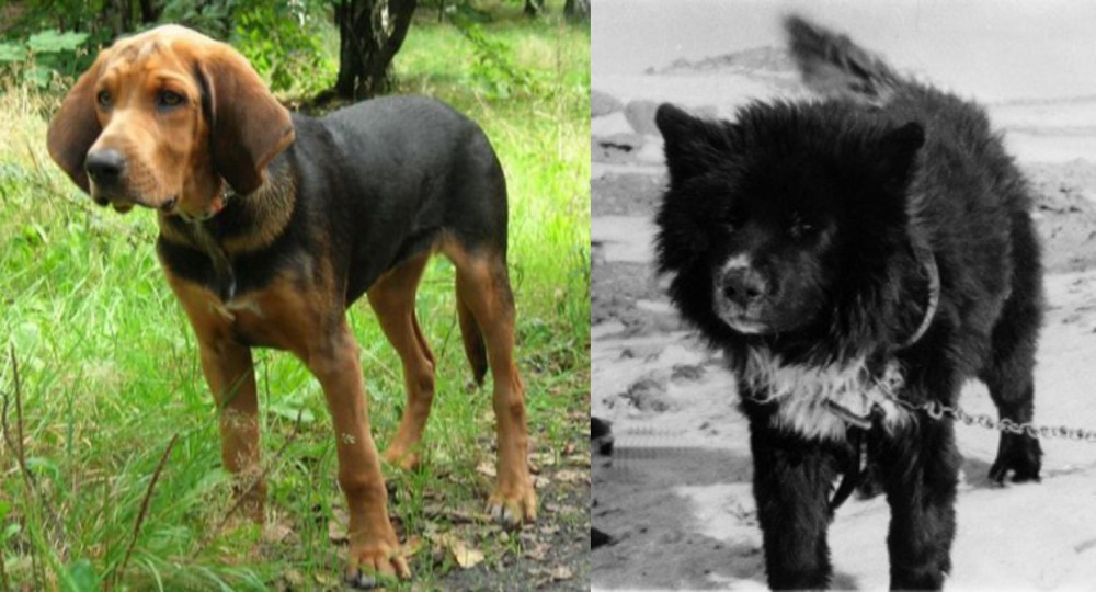 Sakhalin Husky vs Polish Hound - Breed Comparison