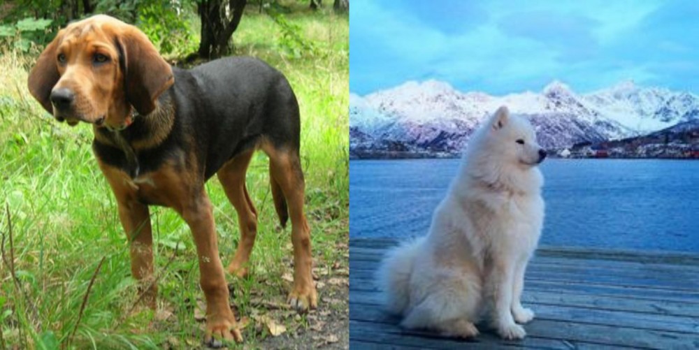 Samoyed vs Polish Hound - Breed Comparison