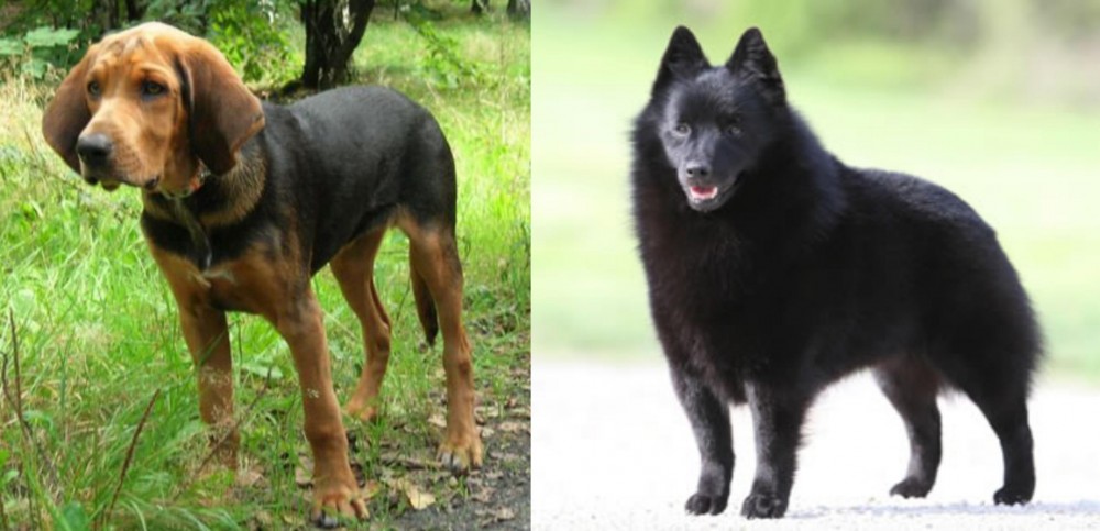 Schipperke vs Polish Hound - Breed Comparison