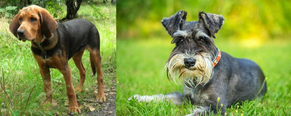 Schnauzer vs Polish Hound - Breed Comparison