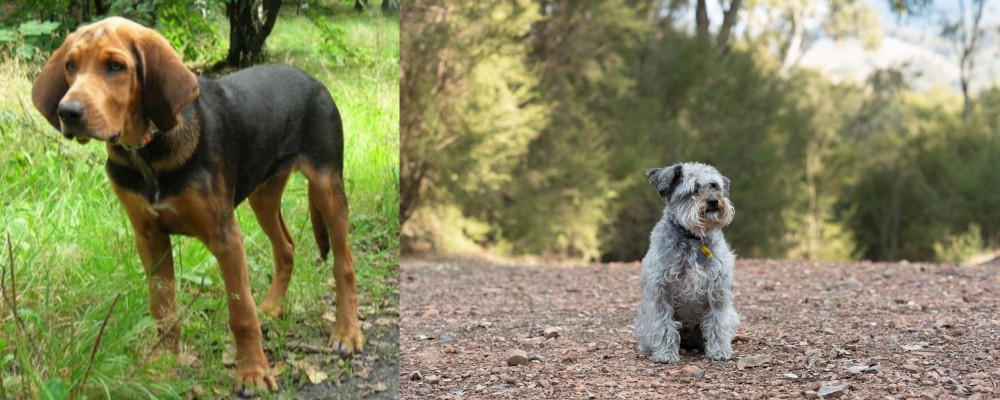 Schnoodle vs Polish Hound - Breed Comparison