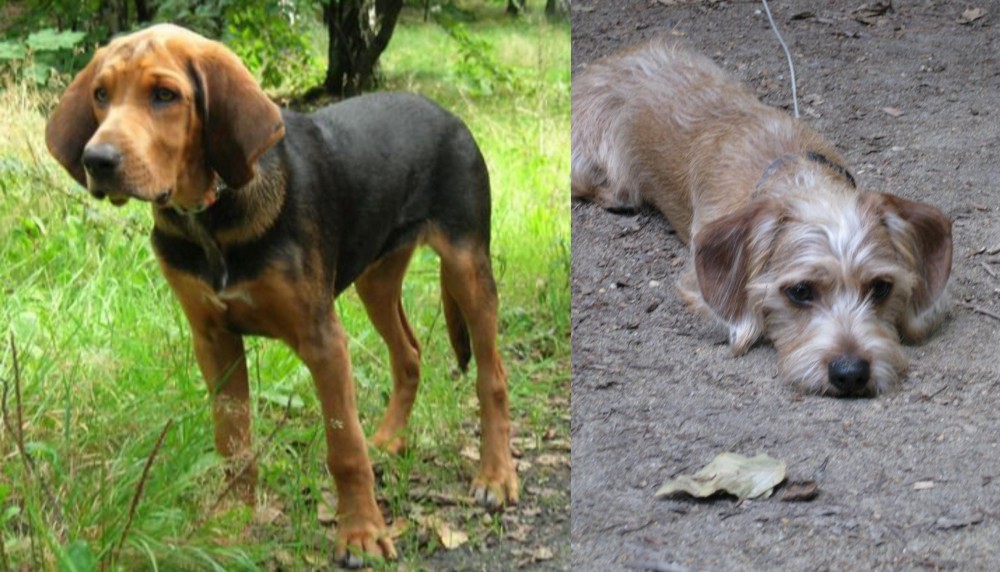 Schweenie vs Polish Hound - Breed Comparison