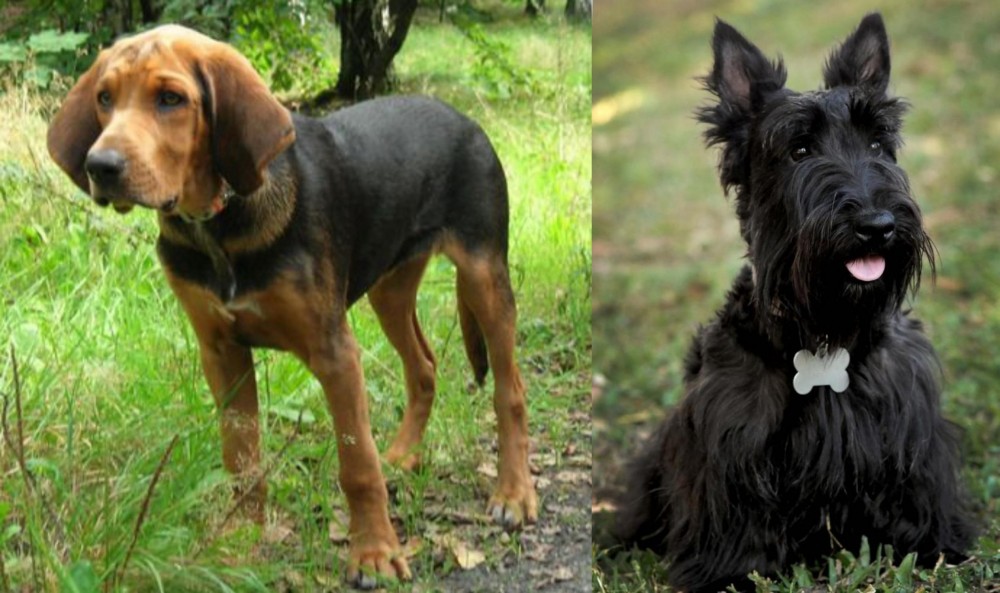Scoland Terrier vs Polish Hound - Breed Comparison