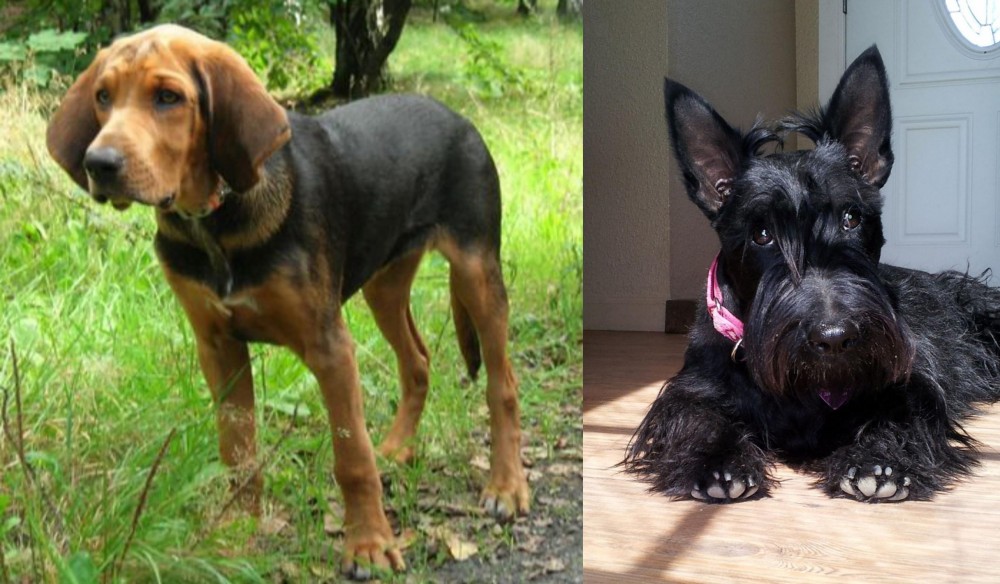 Scottish Terrier vs Polish Hound - Breed Comparison