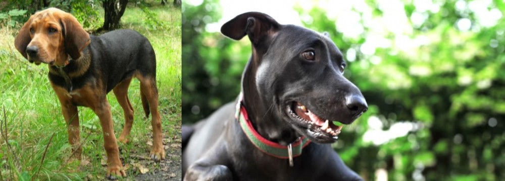 Shepard Labrador vs Polish Hound - Breed Comparison