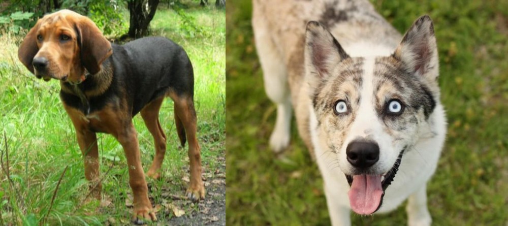 Shepherd Husky vs Polish Hound - Breed Comparison