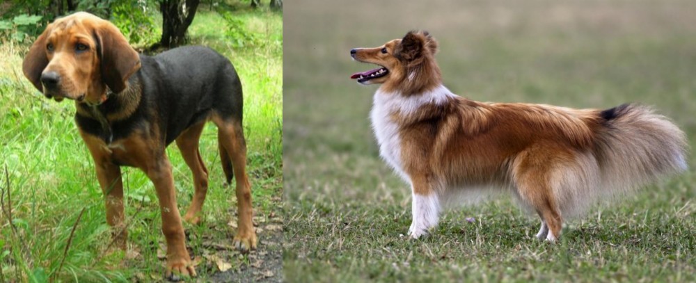 Shetland Sheepdog vs Polish Hound - Breed Comparison
