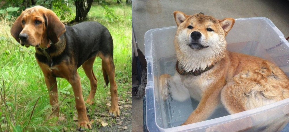 Shiba Inu vs Polish Hound - Breed Comparison