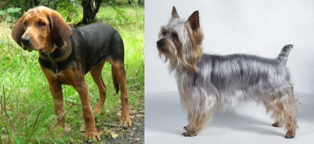 Silky Terrier vs Polish Hound - Breed Comparison