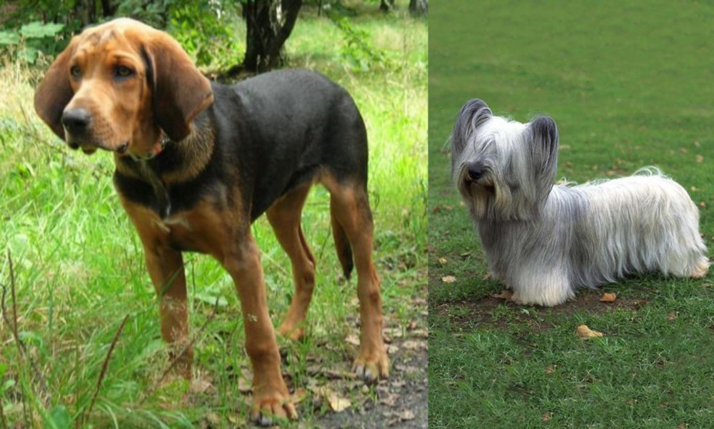 Skye Terrier vs Polish Hound - Breed Comparison