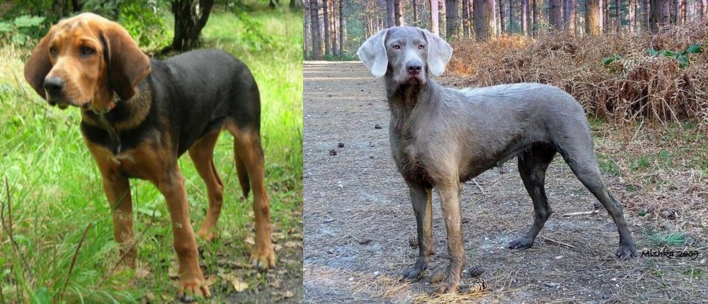 Slovensky Hrubosrsty Stavac vs Polish Hound - Breed Comparison