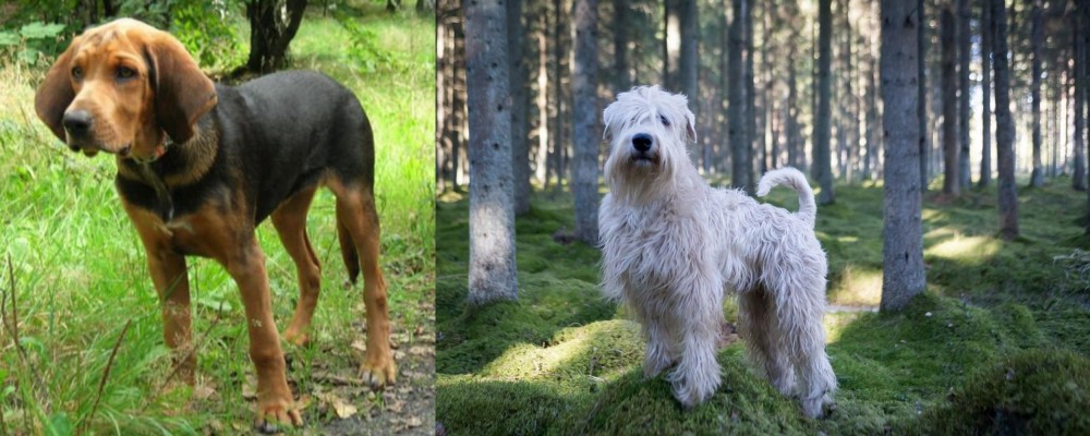 Soft-Coated Wheaten Terrier vs Polish Hound - Breed Comparison