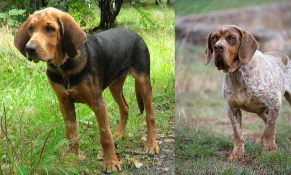 Spanish Pointer vs Polish Hound - Breed Comparison