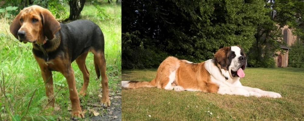 St. Bernard vs Polish Hound - Breed Comparison
