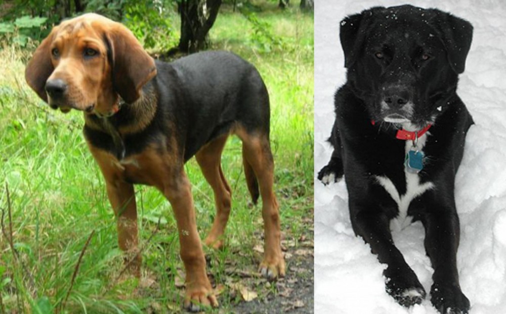 St. John's Water Dog vs Polish Hound - Breed Comparison