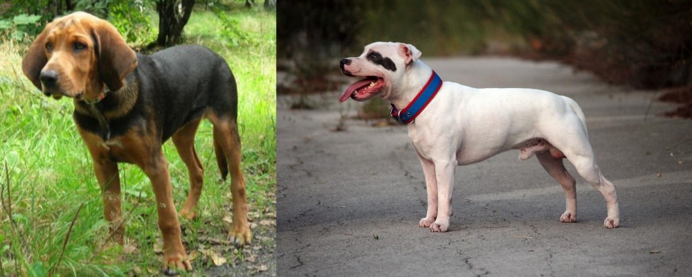 Staffordshire Bull Terrier vs Polish Hound - Breed Comparison